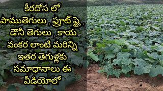 cucumber crop cultivation | dosa crop farming | keeradosa crop farming | gherkin crop cultication