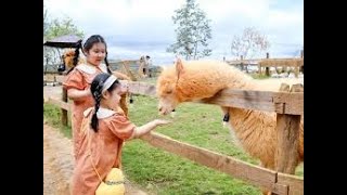 Review Nông trại cừu Chika Farm Đà Lạt theo phong cách Châu Âu