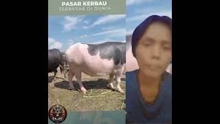 pasar kerbau terbesar di dunia #kerbau #sapilucu #reaction #pasar #fypシ゚viral