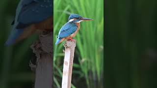 Kingfisher #wildlife #wild #birds #bird #kingfisher