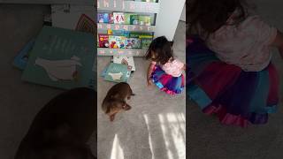 SHOO! SHOO! Get Out of My Playroom, Puppies! #toddler #playroom #dachshund