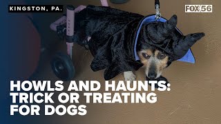 Haunted Howls and tasty treats: Dogs and owners celebrate in style