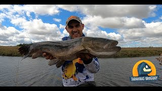 No me esperaba que fuera tan grande la Tararira Tornasol | Pesca Tarariras Uruguay