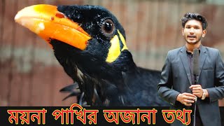 ময়না পাখির অজানা কিছু তথ্য // কেমন ময়না পাখি বেশি কথা বলে ?