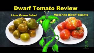 Dwarf Tomato Review, Victorian, and Lime Green Salad