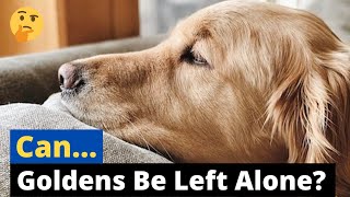 Can Golden Retrievers be Left Alone at Home? | Golden Retriever Separation Anxiety |