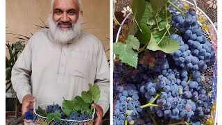 Growing Red grapes from cuttings| Self Farming #zakinagar #desi #farm #fruits #bikeride