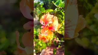 Hibiscus#💋💛viral#viralvideo#viralshorts#trending#trendingshorts#shorts#india#indian#garden#gardening