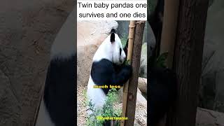 TWIN PANDAS are born but one loses its life