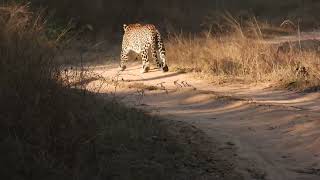 Leopard appeared after killing a peacock at Panna - February 2023