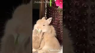 Cute baby bunnies | wow cutieeee