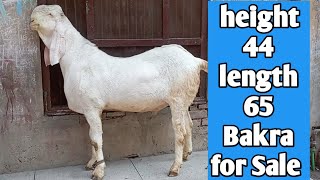 Rajanpuri Bakra height 44 length 65 For Sale Qurbani 2023