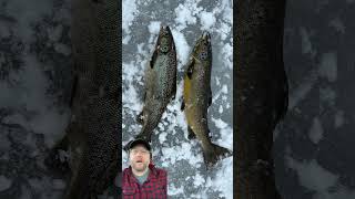 DIFFERENCE BETWEEN MALE & FEMALE LANDLOCKED SALMON #shorts #icefishing #landlockedsalmon