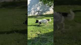 Border-collie with water