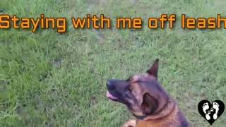 Beautiful Akita mix Sophie working off leash and in public | Houston dog training