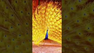 peacock dance #youtube #beautiful #youtubeshorts #viralvideo