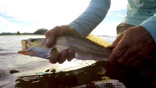 Wade Fishing for SPECKLED TROUT - Catch and cook Sushi