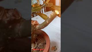 How to carry out Pruning of Adenium plants / അഡീനിയം ചെടികൾ എങ്ങനെ പ്രൂൻ ചെയ്യാം