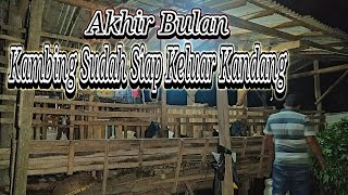 Malem _ Malem Review Kambing Penggemukan // Siap Untuk Di Kluarkan Akhir Bulan Desember 2020