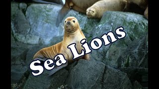 South American Sea Lions