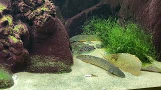 Polypterus mokelembembe feeding