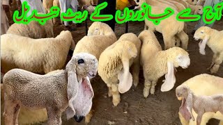 Today change the rates of Animals in Market