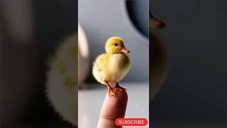 Want CUTE DUCK VIDEOS? Watch This Now!