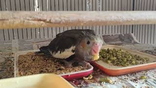 Handfeeding Cockatiel Chicks to Self Eating Baby || 4 Tips - All About Pets (Hindi)