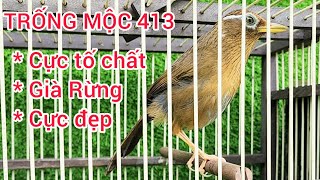 Họa Mi trống mộc sạch, chuẩn già rừng, chim cực kỳ đẹp, cực kỳ tố chất, không tật lỗi.. #0374961666