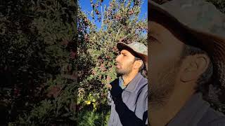 Everester Amit Negi Hometown Batseri Village 2024 l Apple Orchard