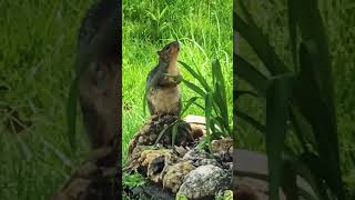 Ground Squirrel afternoon