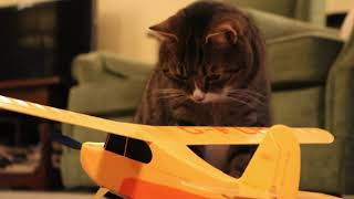 My cat really likes my RC Piper Cub