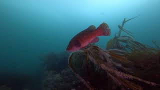 Diving St Abbs, Scotland July 2021