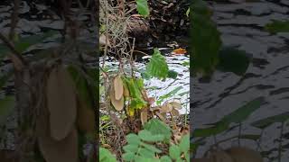 Running water 💧 streams Brooke's and rivers #natureinspired #naturetherapy water sounds