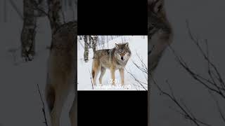 Kangal VS Gray Wolf