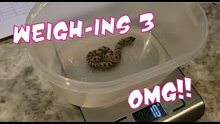 Hognose snake Weigh-ins 3 Hissy Hogs