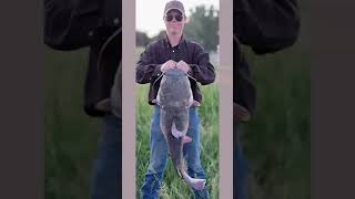 Master Angler Flathead catfish (Cutbait Crappie!!) #shorts