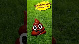 Top 5 Facts About Animal Poo💩 #shorts #youtubeshorts #facts