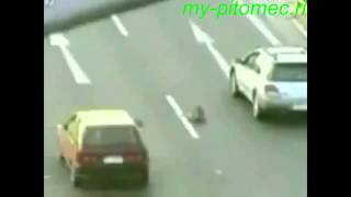 Dog rescues fellow - Собака спасает другую собаку на хайвее