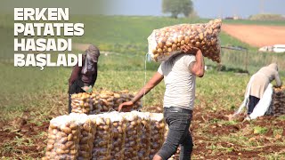 Adana'da Erkenci Patates Hasadı Başladı: Tarımsal Üretimde Yeni Dönem!