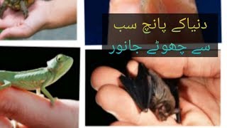 Most 5 SMallest animal in world دنیا کے پانچ چھوٹے جانور