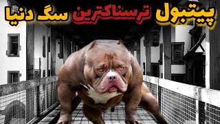 پیتبول کشنده ترین سگ دنیا🐕‍🦺|بیشترین حملات ☠️ به انسان را این سگ داشته !!😱