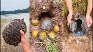 Unbelievable! Research & catch n 6 Soft shell Turtle​ underwater