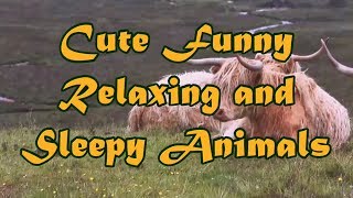 Sleep Hypnosis Feel Good Movie Cute Funny Relaxing & Sleep Animals To Watch at Bedtime for Sleep