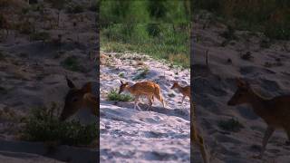 Golden deer crossing sandy beach