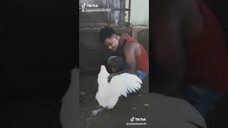 Chada khai special tote aji katibi tiktok video