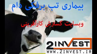 بیماری تب برفکی دام چیست ؟ راه های شناسایی ومقابله و پیشگیری و درمان آن را بدانید