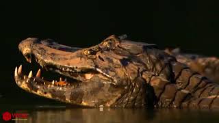 Crocodiles Wait For Leopard