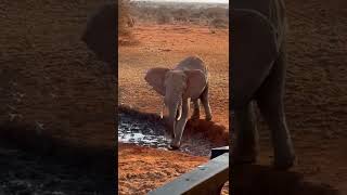 Elephant drinks water from underground pipe in Selenkay Conservancy