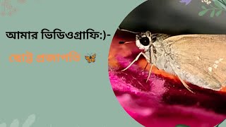 আমার ভিডিওগ্রাফি:)- ছোট্ট প্রজাপতি 🦋